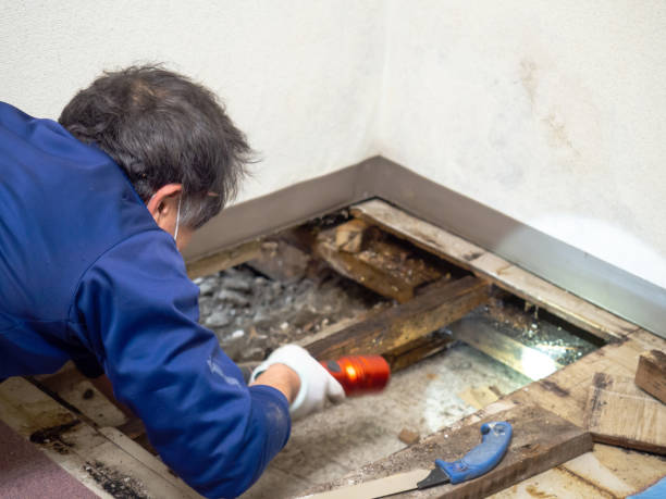 Certified Mold Removal in Picacho Hills, NM
